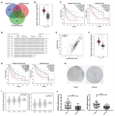 A Critical Role of Peptidylprolyl Isomerase A Pseudogene 22/microRNA-197-3p/Peptidylprolyl Isomerase A Axis in Hepatocellular Carcinoma